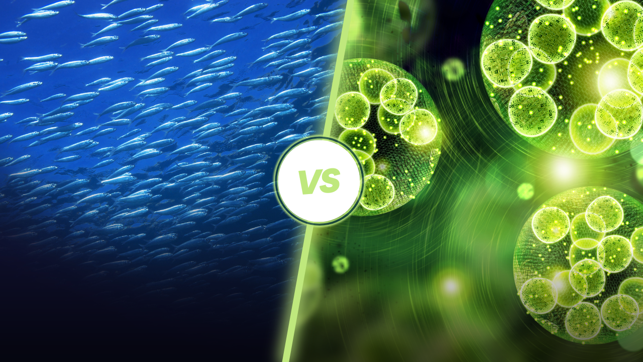 Why Choose Elantria® Algae Oil Over Fish Oil?